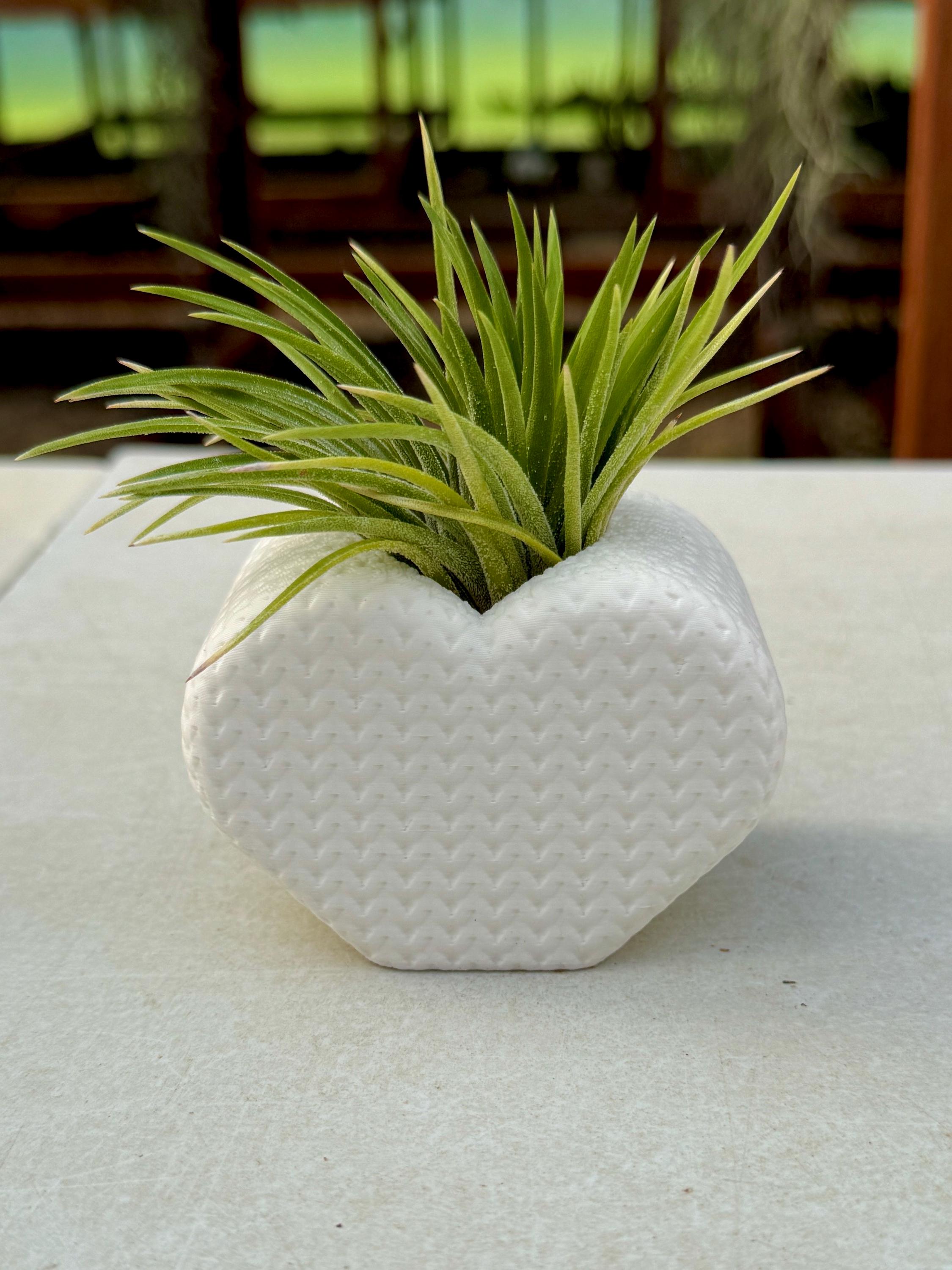 White Heart Air Plant Display *INCLUDES PLANT* Baby Shower ...