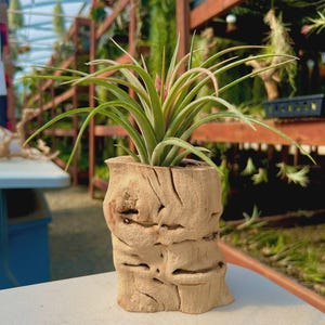 May include: A small air plant with long, green leaves and a hint of pink blooms, potted in a textured, light brown, tree-trunk-shaped container. The container has a rough, carved appearance. The background shows a greenhouse setting with other plants.