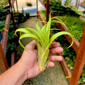 May include: A vibrant green air plant, held in a hand, showcasing long, slender leaves that curve gracefully. The plant's base is a lighter green, with a hint of purple. The background suggests a greenhouse setting, with wooden structures and other plants.