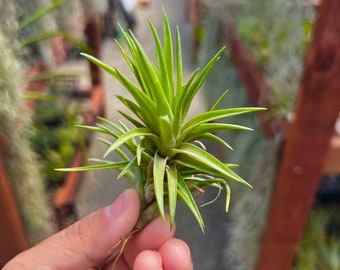 T. Neglecta “Giant” Form Air Plant *Deep green color with firm leaves*