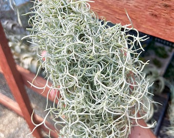 Usneoides thick form Spanish moss Air Plant *Established clump on hanging wire*