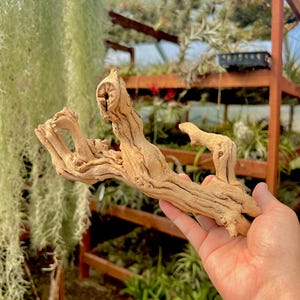 May include: A light brown, weathered, and gnarled piece of driftwood with a unique shape, perfect for use as a decorative element or a plant stand.