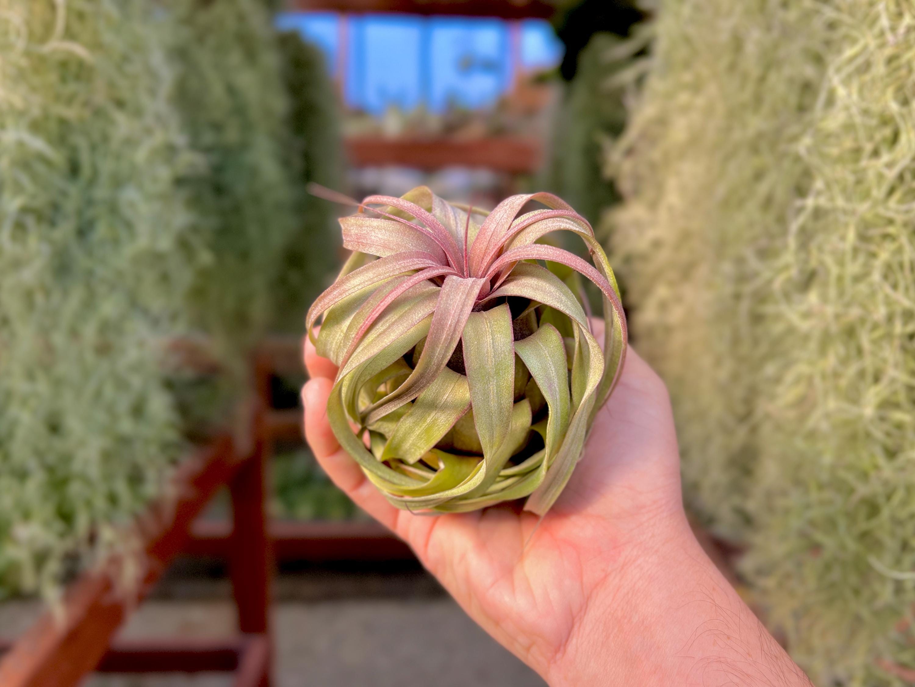 Balbisiana X Streptophylla Select Premium Air Plant *top Tier