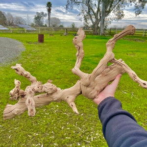 May include: A large, light brown, gnarled piece of driftwood with multiple branches. The driftwood is being held by a person's hand.