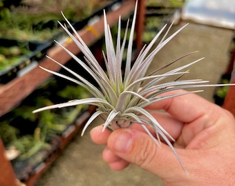 ブロメリア・エアープランツ Tillandsia Lavender/Strawberry Frost Strawberry Ice Air Plant *natural Light Purple Color!* - Etsy