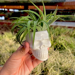 May include: A white ceramic skull planter with a green air plant growing out of the top.