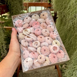 May include: A box filled with a variety of pink and white sea urchins. The sea urchins are arranged in a neat pattern and are ready to be used for crafting or decoration.