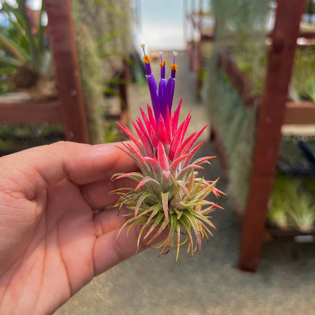 送料無料】ionantha 'Huamelula' × 'Sitting Pretty'〔エアプランツ