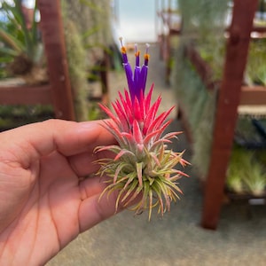 Ionantha Huamelula Air Plant *Beautiful Red Color When In Bloom*