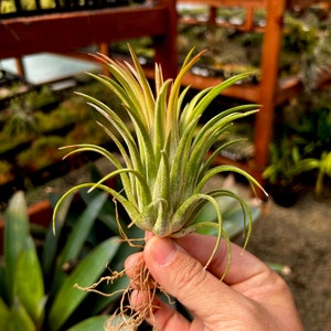 Ionantha Curly Giant Air Plant Several Sizes Available image 3