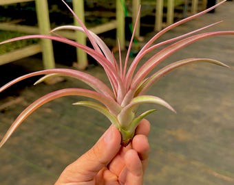 May include: A Tillandsia air plant featuring long, slender, pointed leaves that transition from a pale green base to a vibrant pinkish-red hue at the tips. The plant has a symmetrical, star-like radial structure with multiple leaves extending outward.
