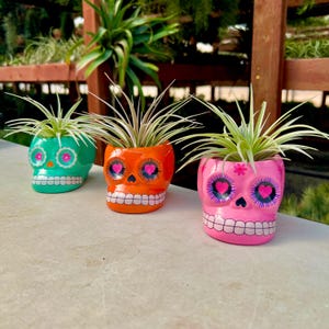 May include: Three colorful skull-shaped planters with air plants. The planters are painted in green, orange, and pink with black outlines and white teeth. Each planter has pink hearts for eyes and a flower design on the forehead.