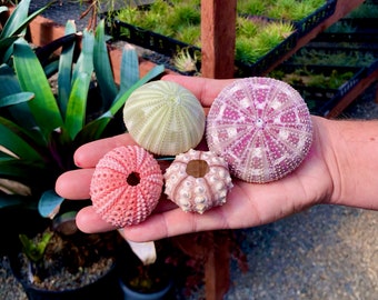 Top Seller Sea Urchin Shell 4 Pack Mix *Ideal For Air Plants And Crafts!*