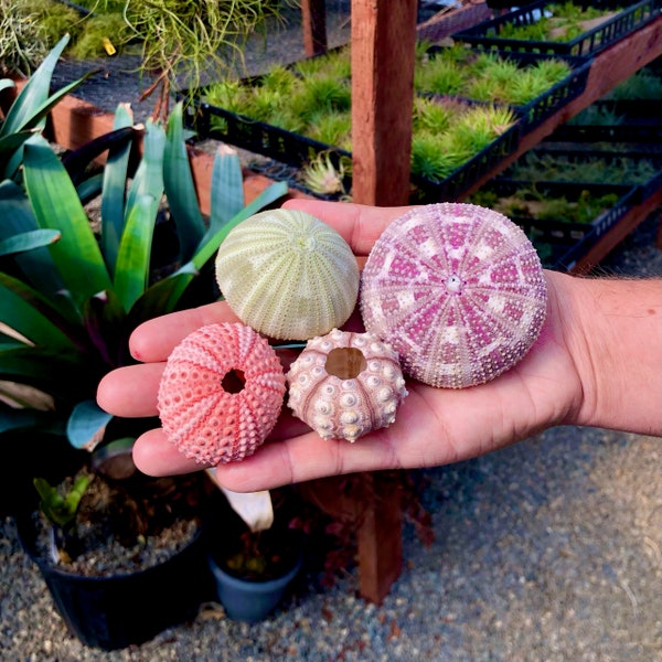 Premium Sea Urchin Shell 4-Pack + FREE Bonus Shell Mix: Air Plant & Craft Shells