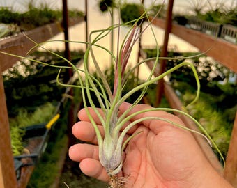Medium King Kong Air Plant (butzii X Ionantha), Thick Gray Bulb Tillandsia  - Etsy