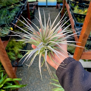 Stricta Pink Star Air Plant Gorgeous Pink Flower When In Bloom image 1