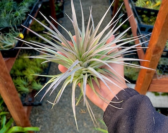 Stricta Pink Star Air Plant *Gorgeous Pink Flower When In Bloom!