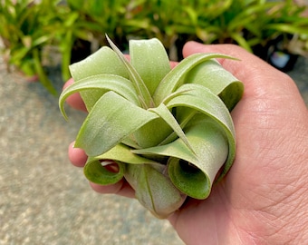 Streptophylla (Small) Air Plant *Beautiful Thick Leaves!*