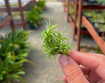 Neglecta Mini Air Plant *Perfect Micro Plant For Small Displays*