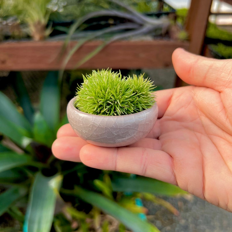 Ice Glazed Ceramic Mini Pots for Air Plants / Succulents / Etsy