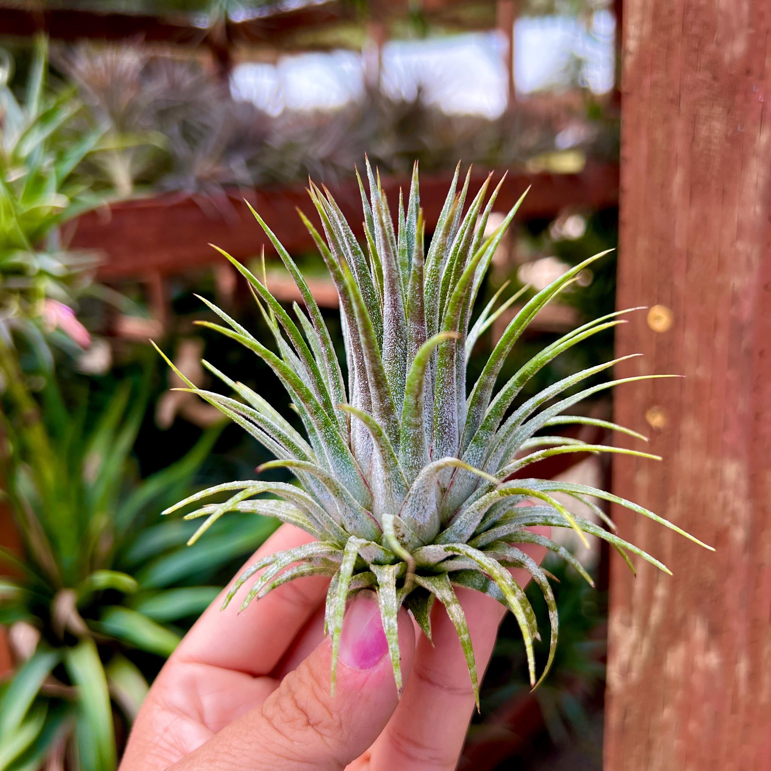 ハ*可様 Tillandsia Ionantha レア株セット Rare / Premium Ionantha Selections (Exact Plant Pictured) – Air