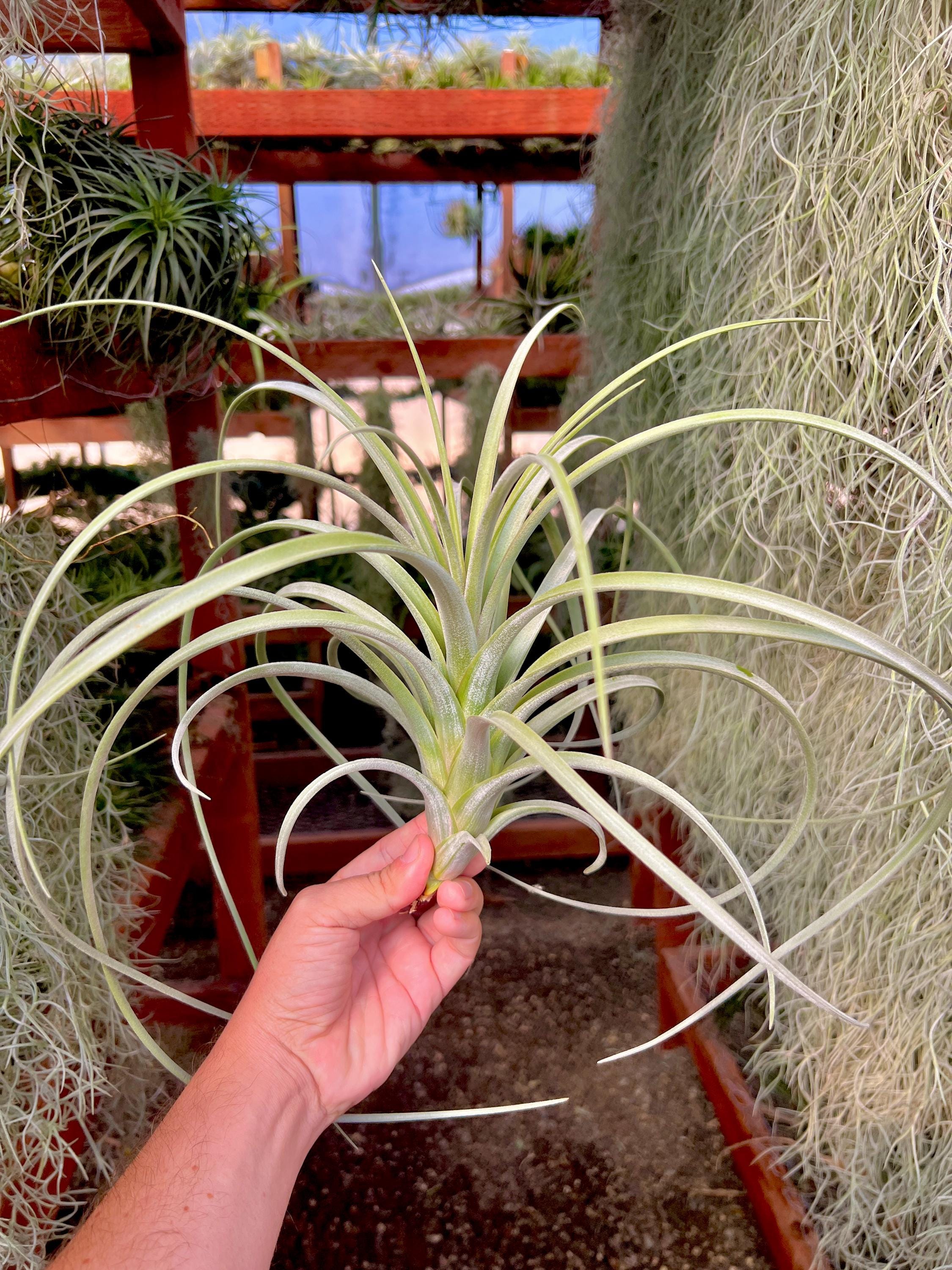 Exserta Air Plant Tillandsia With Recurving Leaves - Etsy