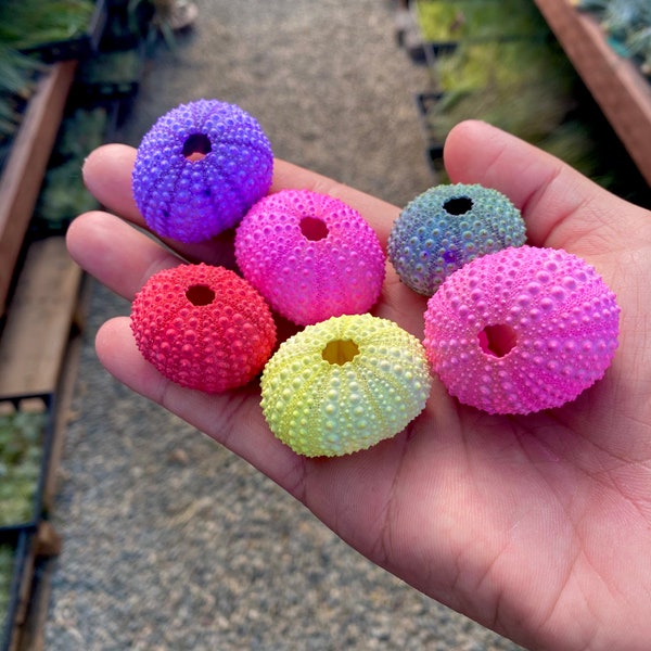 Party Colors Urchin Shells For Air Plants, Plant Displays, and Crafts