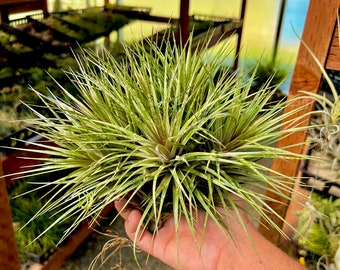 Tenuifolia Hybrid XL Clump Air Plant *Beautiful Symmetry*