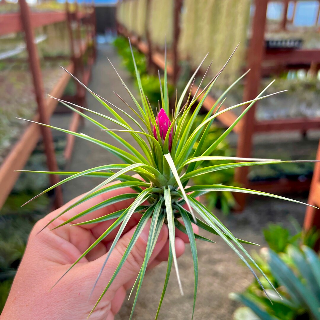 Assorted Blooming Medium Air Plant Tillandsia PINK or RED Etsy