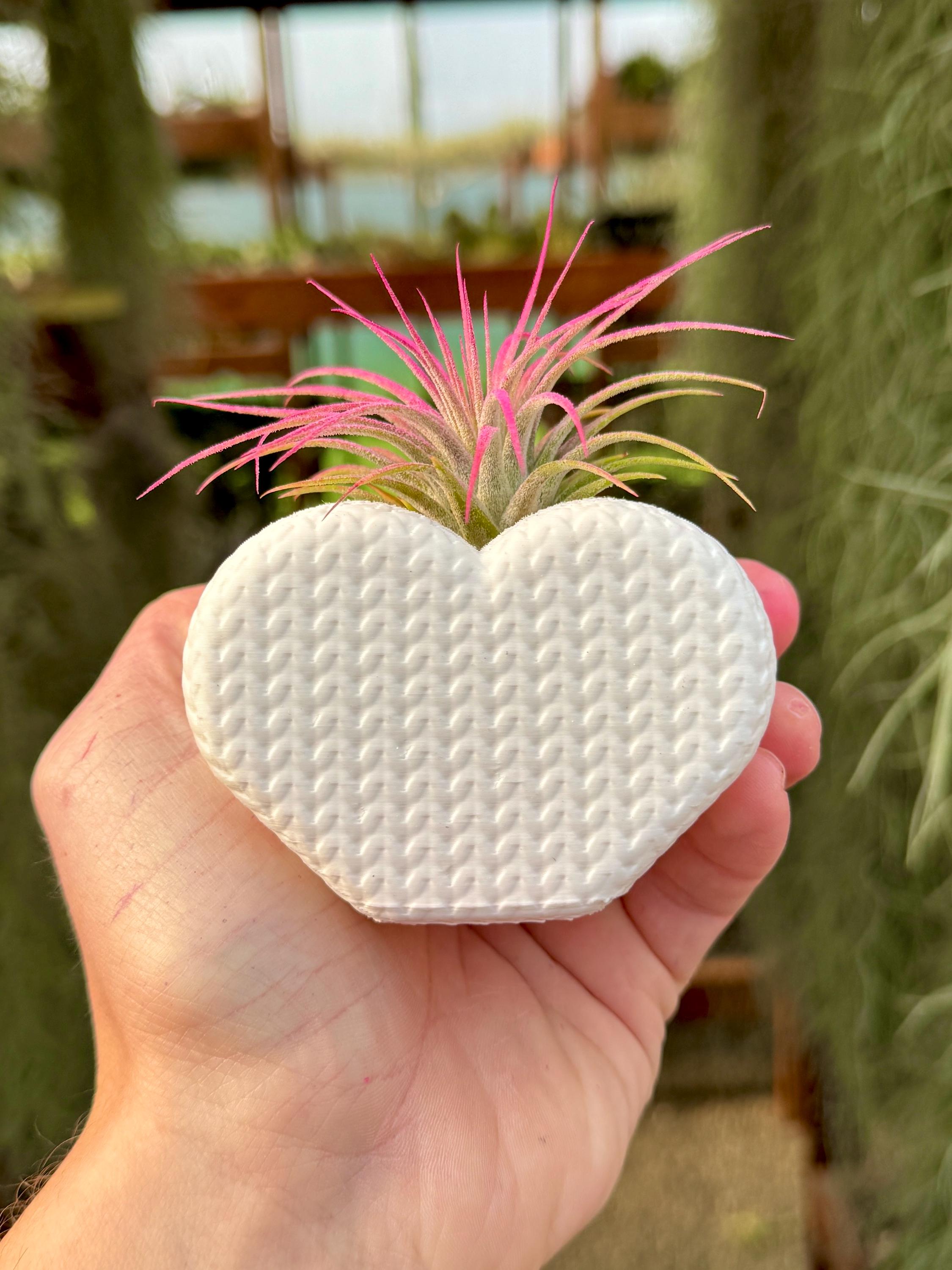 White Heart Air Plant Display *INCLUDES PLANT* Baby Shower ...