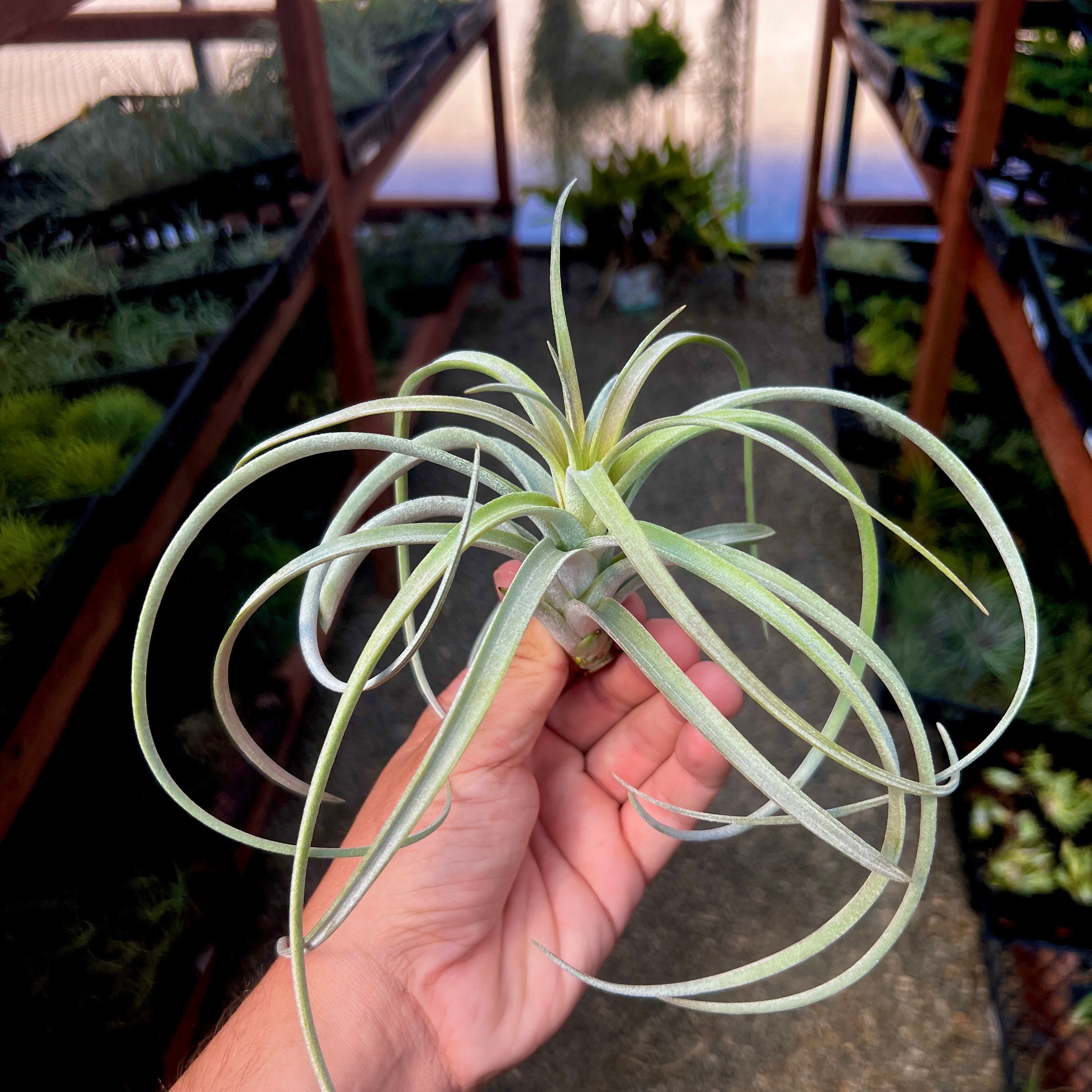 What Tillandsia exserta x T.ionantha 'Ron' □エアプランツYC are