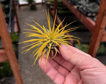 Plante aérienne jaune Ionantha *MIGNON !*