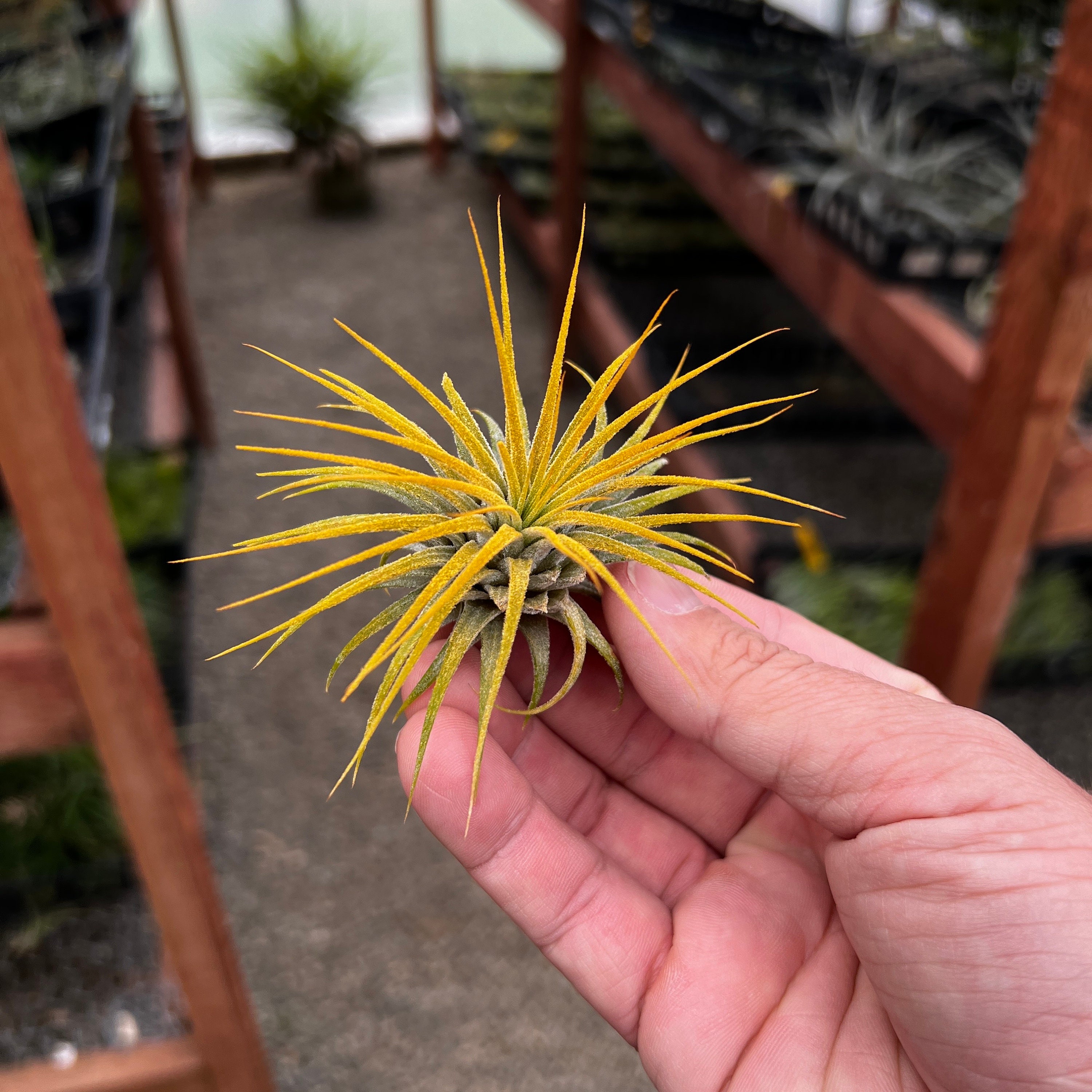 Ionantha Yellow Air Plant *CUTE!* - Etsy