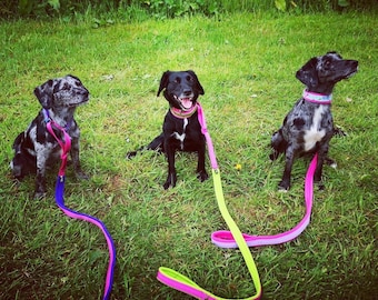 3/4" (20mm) width Glitter Fleece Lined Dog Slip Lead – Custom Agility Leash
