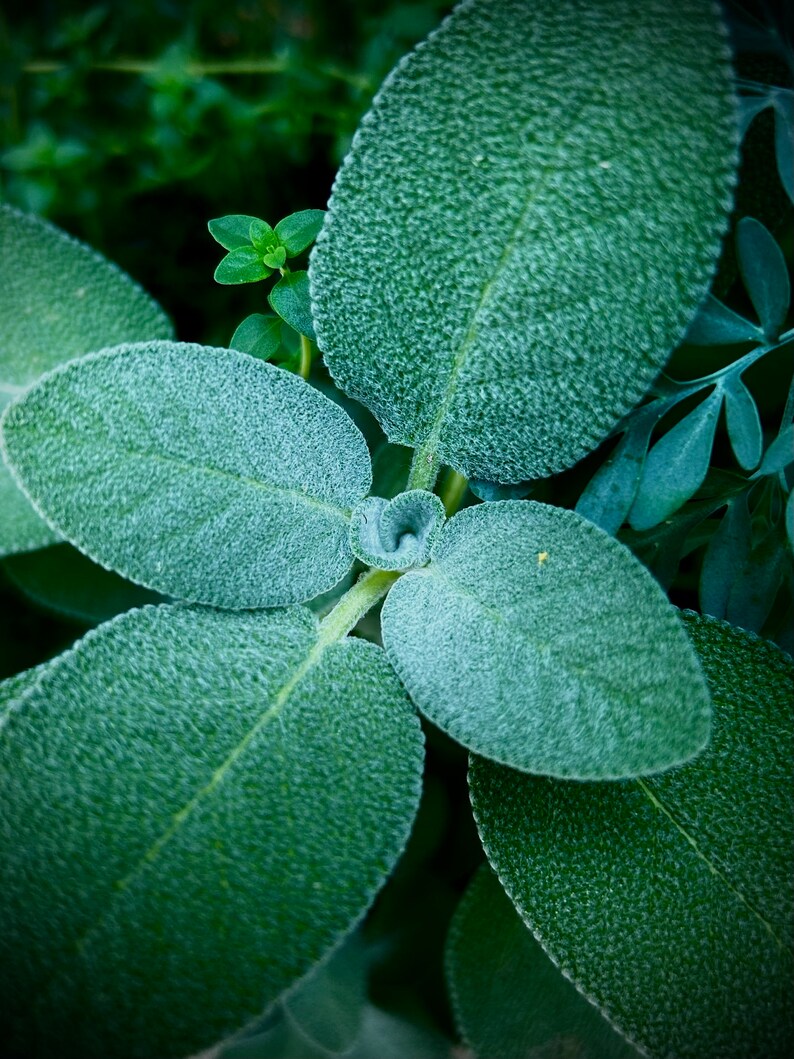 Garneirite Sage Leaf Necklace Sage Leaf Necklace Oneofakind Necklace