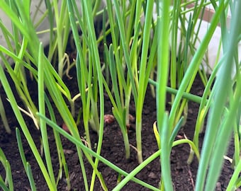 12 Live Young Plants - Egyptian Walking Onion Plants -Hardy, Edible, Self-Propagating Garden Favorite - Easy to grow