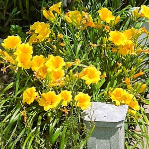 Puede incluir: Un vibrante grupo de lirios amarillos en plena floración. Las flores tienen pétalos rizados y están rodeadas de hojas largas y verdes. Las flores están frente a una estructura de hormigón gris.