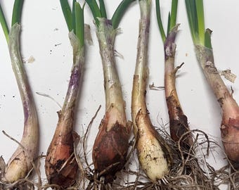 EGYPTIAN WALKING ONION SETS (Red Bulbs For Seed) - Non-GMO Plant