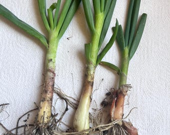 3 Egyptian Walking Onion Plants – Perennial Edible Tree Onion, Hardy, Self-Propagating