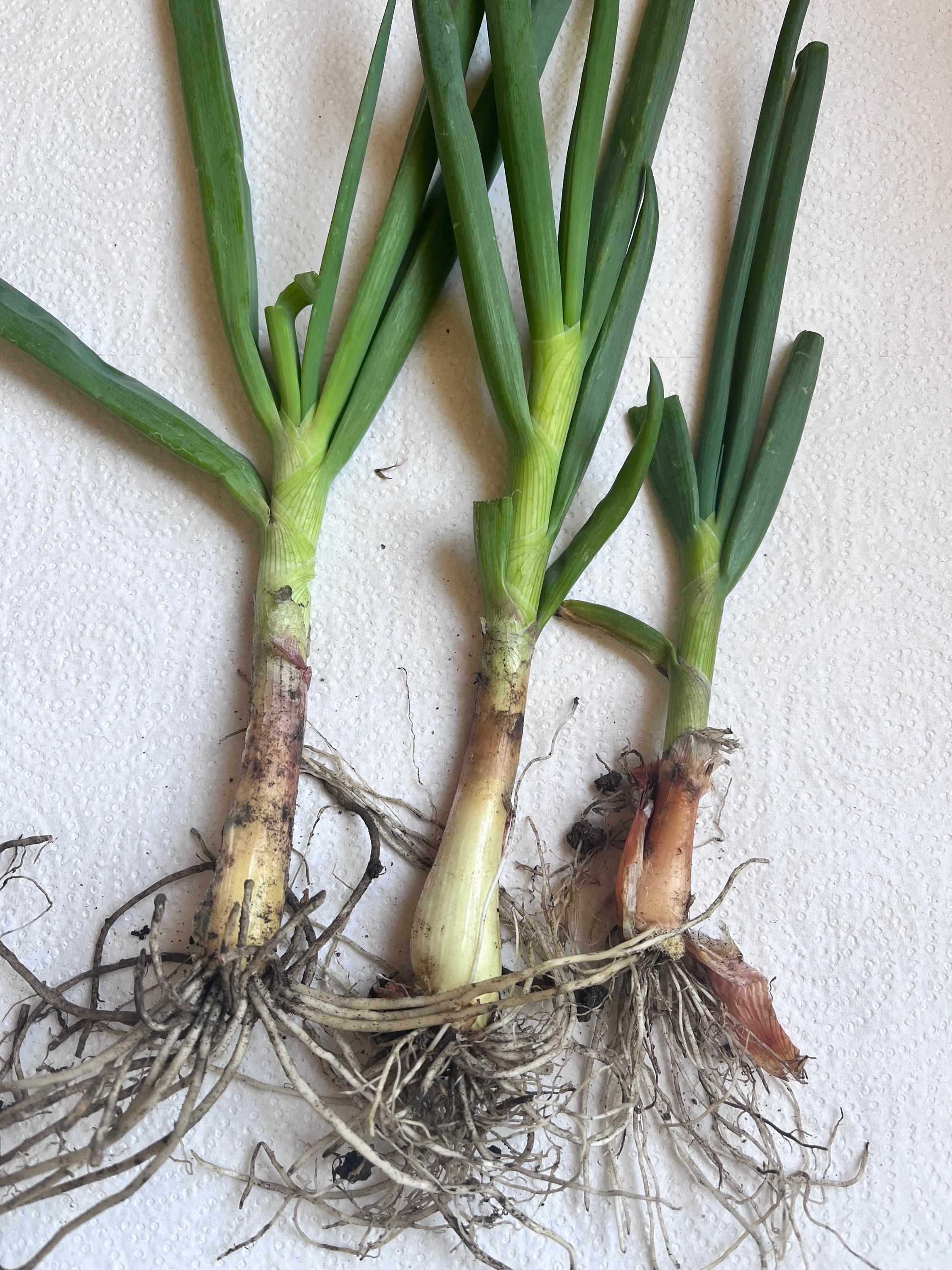3 Egyptian Walking Onion Plants – Perennial Edible Tree Onion, Hardy, Self-Propagating