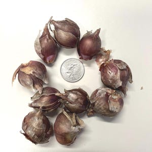10 Large Egyptian Walking Onion Bulbils – Hardy Perennial Allium, Edible Plant, Easy to Grow