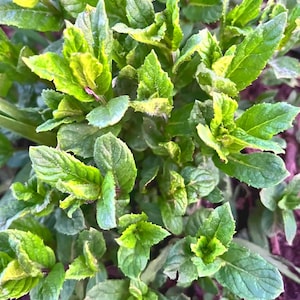 Puede incluir: Primer plano de una planta de menta con hojas verdes brillantes y puntas ligeramente amarillas. La planta es densa, mostrando el follaje fresco y texturizado. La imagen captura la belleza natural de la hierba.