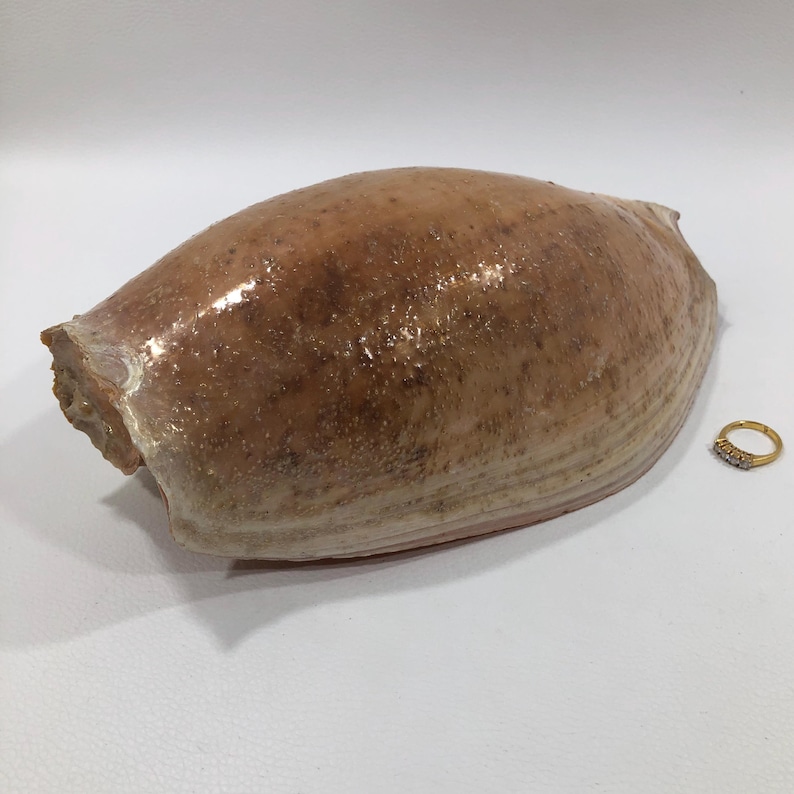 West African CYMBIUM VOLUTIDAE SEASHELL 230mm ~ Natural 'elephant's ...