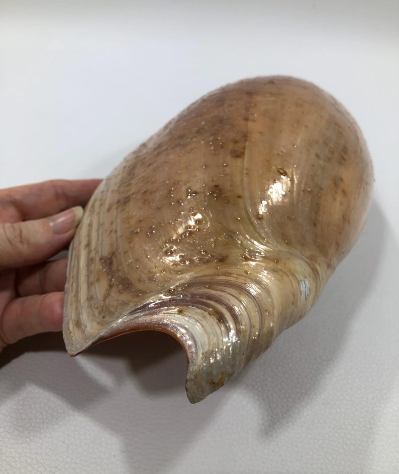 West African CYMBIUM VOLUTIDAE SEASHELL 230mm ~ Natural 'elephant's ...