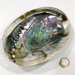May include: An iridescent abalone shell with a gold ring featuring small gemstones. The shell displays a range of colors, including green, purple, and silver, with a textured, pearlescent interior. The ring is small and delicate.