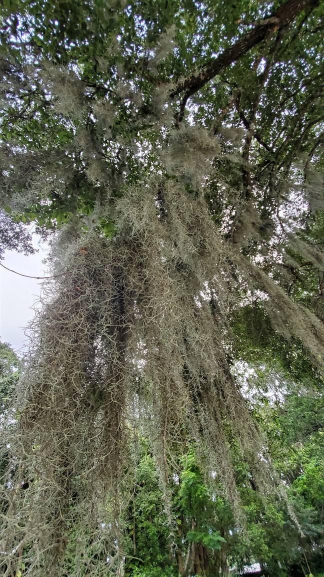Live Spanish Moss from Florida Bromeliad Etsy