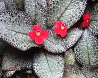 Episcia ‘Silver Skies’ – Rare Trailing Houseplant or Terrarium Plant with Shimmering Silver-Green Foliage and ORANGE flowers vivarium frog