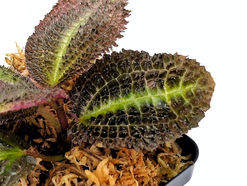 Glass Box Tropicals Triolena pustulata - Thumbnail 4