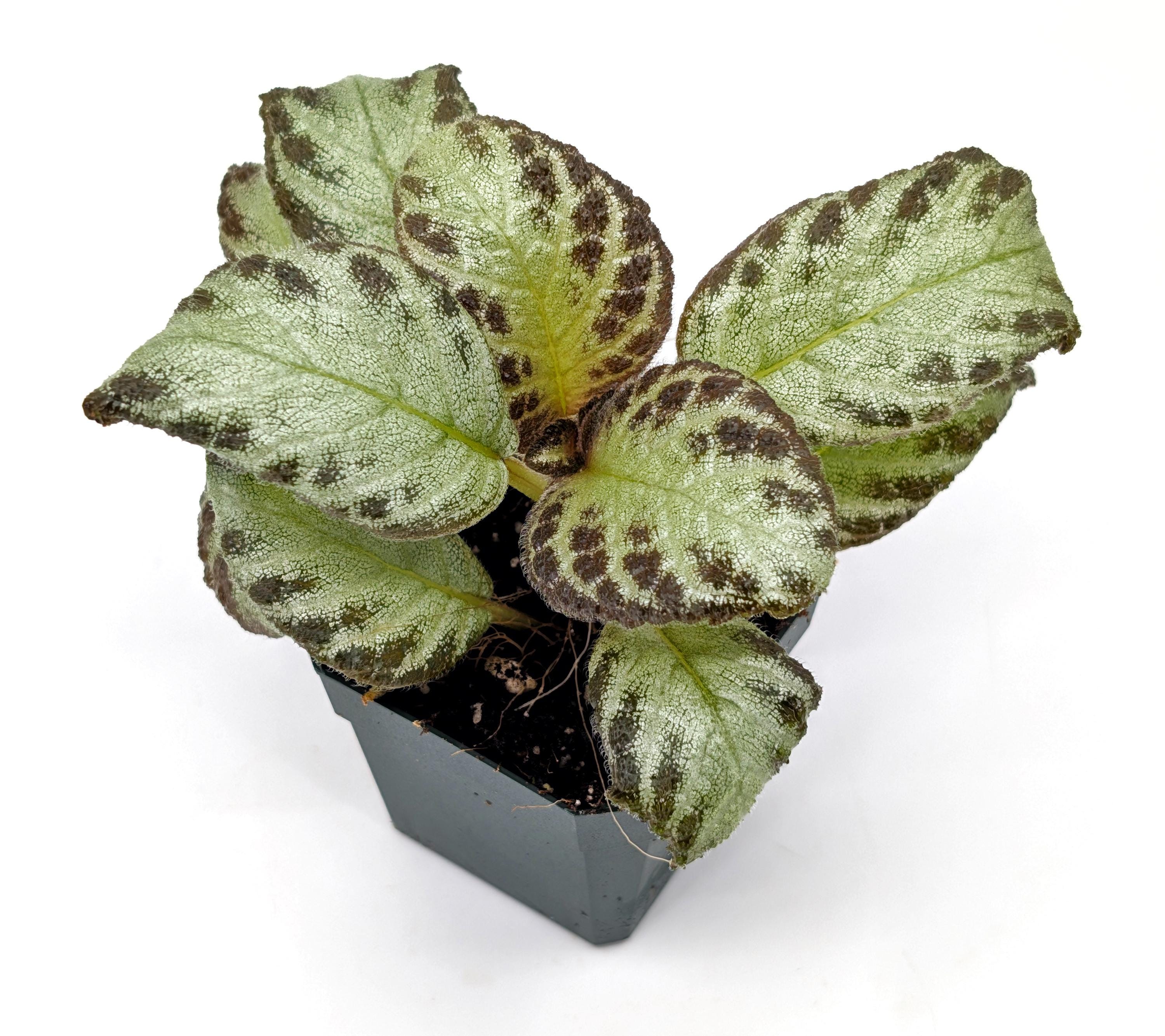 Episcia 'silver Skies' – Rare Trailing Houseplant or Terrarium