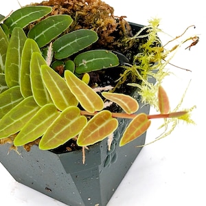 Marcgravia sp. 'Red Umbellata' - epiphyte Fern terrarium vivarium orchid gesneriad vivarium dart frog tank